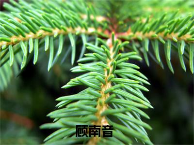 顾南音（去父留子后，年代大佬急红了眼）在哪免费看-顾南音小说（去父留子后，年代大佬急红了眼）全文完整版免费阅读