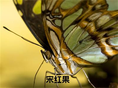 宋红果是什么小说-重生年代，我在田园直播爆红了小说宋红果全文阅读