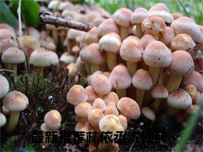 林依丞沈砚辞（完整版）热文小说阅读-林依丞沈砚辞全文抖音热推