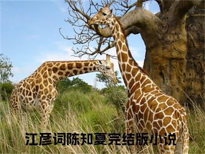 江彦词陈知夏全文免费无弹窗大结局_ 江彦词陈知夏免费江彦词陈知夏最新章节列表_笔趣阁