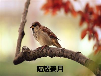 陆煜姜月（陆煜姜月）小说第20章第3节讲述的是什么？陆煜姜月小说在线阅读