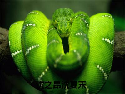 沈之昂沈夏末（沈之昂沈夏末）全文免费阅读无弹窗大结局_（沈之昂沈夏末无弹窗）_笔趣阁