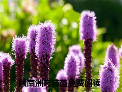 顾南洲方沛菡小说（顾南洲方沛菡）全文免费阅读结局-顾南洲方沛菡强推全文阅读无弹窗