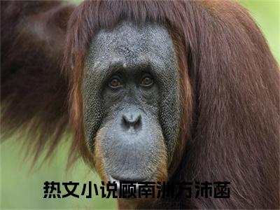 顾南洲方沛菡（顾南洲方沛菡）全文免费阅读无弹窗大结局_顾南洲方沛菡最新章节列表_笔趣阁（顾南洲方沛菡）