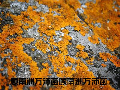 顾南洲方沛菡（顾南洲方沛菡）全文免费阅读无弹窗大结局_（顾南洲方沛菡）全文阅读_笔趣阁（顾南洲方沛菡）