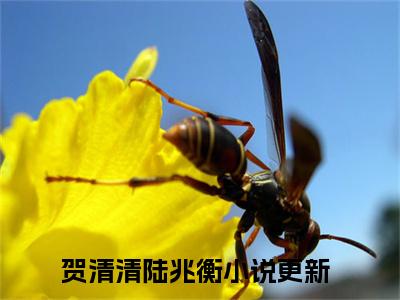 贺清清陆兆衡（贺清清陆兆衡）全文免费阅读无弹窗大结局_贺清清陆兆衡免费最新章节列表_笔趣阁