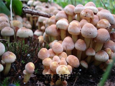 林童季祈安豪门小说全章节阅读-林童季祈安全文免费阅读