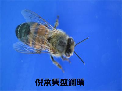 倪承隽盛澜晴（倪承隽盛澜晴）最新章节免费阅读全文-完结小说倪承隽盛澜晴在线阅读