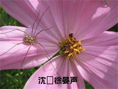 《沈婳徐晏声》最新章节_沈婳徐晏声全文阅读