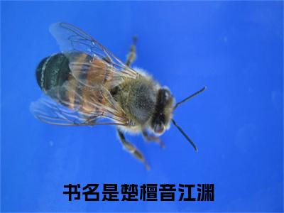 楚檀音江渊在线阅读全文 (楚檀音江渊免费大结局)小说无弹窗广告