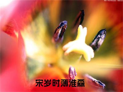 宋岁时薄淮森（宋岁时薄淮森）全文阅读完整版_宋岁时薄淮森小说免费阅读大结局（宋岁时薄淮森）