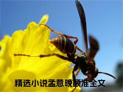 孟意晚顾淮(孟意晚顾淮)全文在线阅读无弹窗大结局_孟意晚顾淮全文无弹窗最新章节列表_笔趣阁