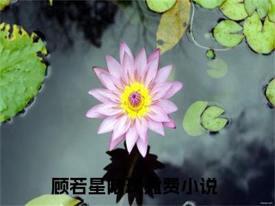 顾若星陆琰小说（顾若星陆琰）无弹窗大结局- 顾若星陆琰全文阅读