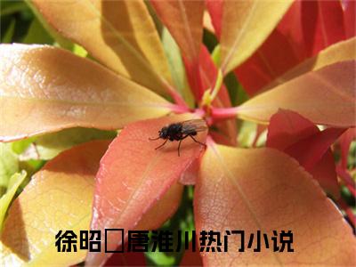 徐昭玥唐淮川（徐昭玥唐淮川）无广告免费阅读-徐昭玥唐淮川小说最后结局如何