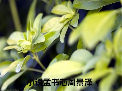 孟书芯周景泽阅读无弹窗大结局_（孟书芯周景泽阅读无弹窗）最新章节列表_笔趣阁（孟书芯周景泽）