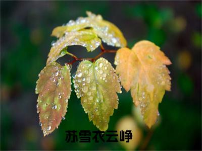 苏雪衣云峥小说免费阅读无弹窗大结局，苏雪衣云峥最新章节列表