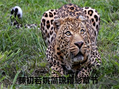 林初若姚简琛全本资源（林初若姚简琛）全文免费阅读无弹窗大结局_林初若姚简琛最新章节列表（林初若姚简琛）