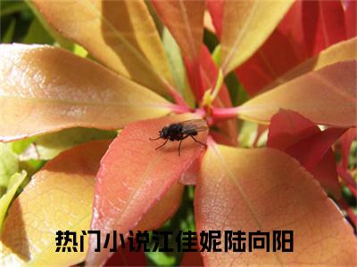 江佳妮陆向阳最新章节（江佳妮陆向阳全文+后续）全文免费阅读无弹窗大结局_江佳妮陆向阳全文+后续免费阅读（江佳妮陆向阳）