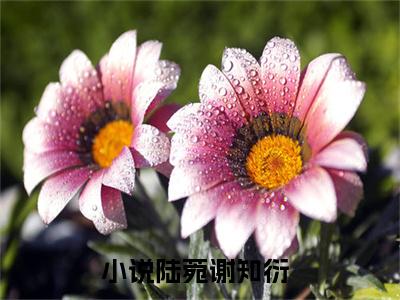 陆菀谢知衍最新章节全文阅读陆菀谢知衍天完整版小说