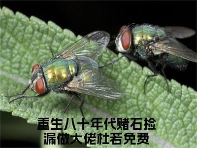 重生八十年代赌石捡漏做大佬杜若(重生八十年代赌石捡漏做大佬杜若)全集小说完整版大结局_重生八十年代赌石捡漏做大佬杜若最新章节列表_笔趣阁