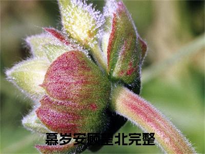 慕岁安顾望北（慕岁安顾望北小说）全文免费阅读无弹窗大结局_(慕岁安顾望北小说)最新章节列表_笔趣阁（慕岁安顾望北）