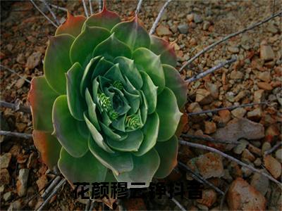 花颜穆云铮全文热榜小说已完结-热门小说已更新花颜穆云铮