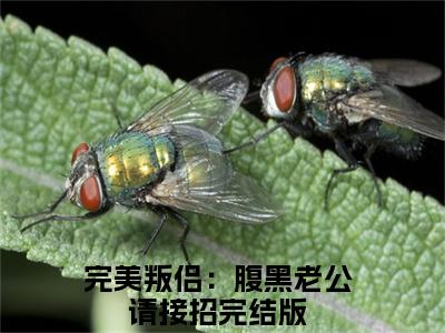 完美叛侣：腹黑老公请接招（施绍钧靳歆）精彩小说-施绍钧靳歆全章节免费阅读