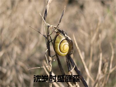 免费小说（沈岁时盛庭森）全文无弹窗阅读 沈岁时盛庭森大结局免费阅读无弹窗