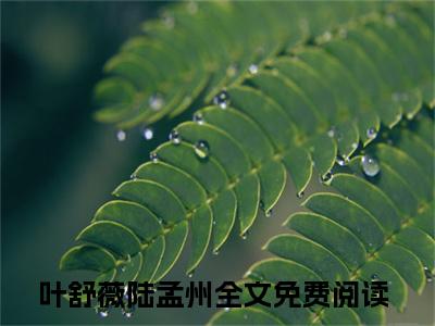 【新书】叶舒薇陆孟州全文全章节免费阅读-叶舒薇陆孟州小说免费阅读无弹窗最新章节列表