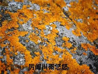 厉闻川秦悠悠小说在线阅读（厉闻川秦悠悠）全文免费阅读无弹窗大结局_厉闻川秦悠悠小说免费最新章节列表_笔趣阁（厉闻川秦悠悠）