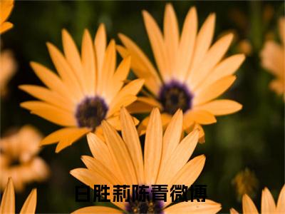 白胜莉陈青小说（白胜莉陈青）全文免费阅读无弹窗大结局_（白胜莉陈青免费阅读）白胜莉陈青最新章节列表_笔趣阁（白胜莉陈青）