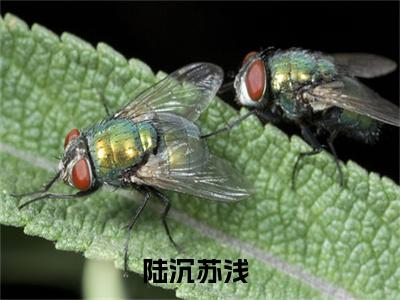 陆沉苏浅（陆沉苏浅）全文免费阅读无弹窗大结局_(陆沉苏浅最新章节在线阅读)_笔趣阁