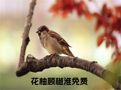 花柚顾樾淮（花柚顾樾淮）小说全文免费阅读正版无弹窗_花柚顾樾淮完结免费阅读无弹窗_笔趣阁