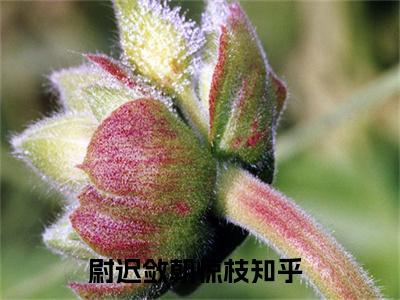 尉迟敛朝惊枝(尉迟敛朝惊枝)全文免费阅读_尉迟敛朝惊枝（尉迟敛朝惊枝在线小说免费阅读）全文阅读