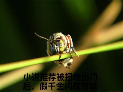 小说宋微澜无弹窗免费阅读-新上热文小说（被扫地出门后，假千金闪耀京城！）讲的是什么