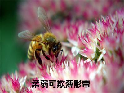 柔弱可欺薄影帝小说全文免费阅读无弹窗-莫晚全章节阅读