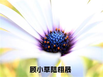 顾小草陆栩晟小说(顾小草陆栩晟)全文免费阅读无弹窗大结局_(顾小草陆栩晟小说全文免费阅读)顾小草陆栩晟最新章节列表笔趣阁（顾小草陆栩晟）