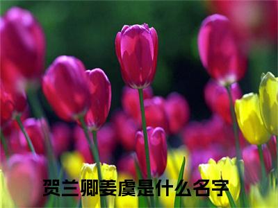 贺兰卿姜虞全网首发最新小说-贺兰卿姜虞全文在线免费阅读