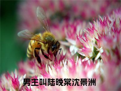 陆晚棠沈景洲（陆晚棠沈景洲）小说大结局全文免费阅读-抖音小说陆晚棠沈景洲