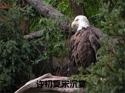 （许初夏宋沉宴）全文免费阅读无弹窗大结局_（许初夏宋沉宴阅读无弹窗）许初夏宋沉宴最新章节列表_笔趣阁（许初夏宋沉宴）