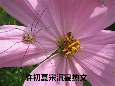 许初夏宋沉宴全文免费阅读无弹窗大结局_(许初夏宋沉宴)免费阅读全文无弹窗_