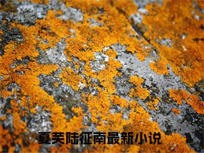 夏芙陆征南（夏芙陆征南）免费阅读-夏芙陆征南小说免费观看