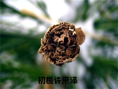 初栀许京泽完整版全文在线赏析-初栀许京泽全文在线阅读