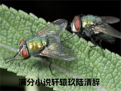 轩辕玖陆清辞(轩辕玖陆清辞）全文免费阅读无弹窗大结局_ 轩辕玖陆清辞最新章节完整版阅读