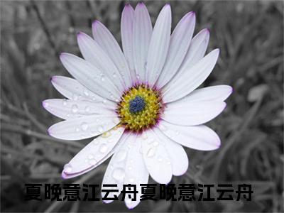 夏晚意江云舟小说（夏晚意江云舟）全文免费夏晚意江云舟阅读无弹窗大结局-（夏晚意江云舟）笔趣阁