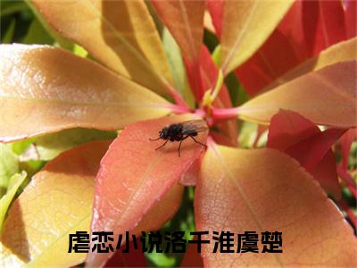 洛千淮虞楚全文免费阅读无弹窗大结局_洛千淮虞楚(洛千淮虞楚最新章节在线阅读)_笔趣阁