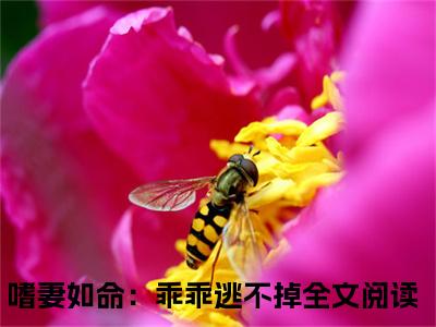 沈若笙顾墨昀（嗜妻如命：乖乖逃不掉）全文小说在线阅读-沈若笙顾墨昀全章节最新阅读