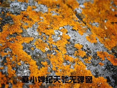 夏小婵纪天驰（夏小婵纪天驰）小说全文免费阅读无弹窗_（夏小婵纪天驰）小说全文免费阅读_最新章节列表_笔趣阁