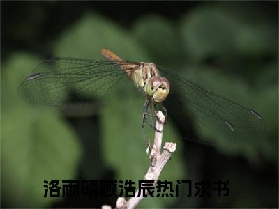 (好书推荐)洛雨晴顾浩辰最新章节小说_洛雨晴顾浩辰全文阅读