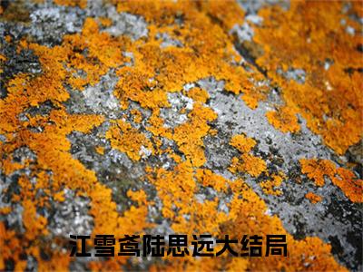 江雪鸢陆思远全网首发小说，江雪鸢陆思远全文免费阅读